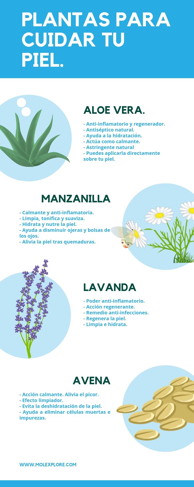 infografia plantas